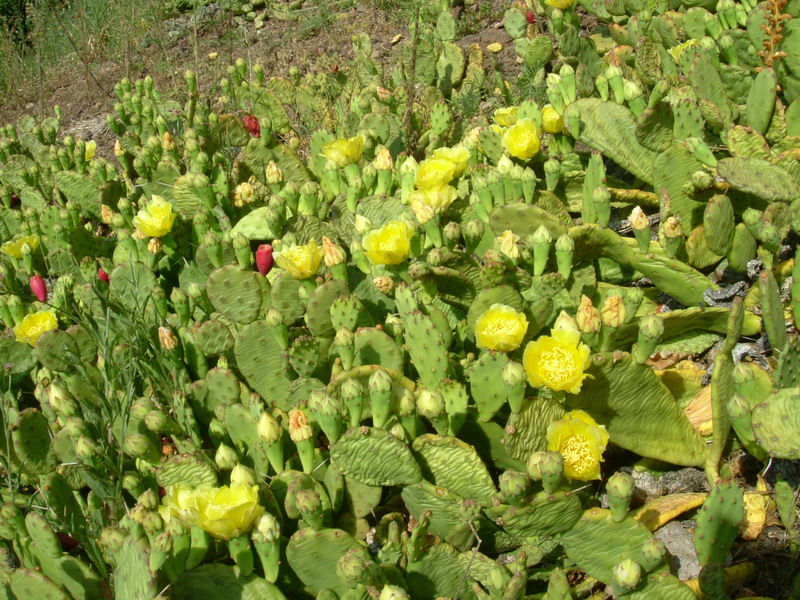Opuntia humifusa / Fico d''India nano